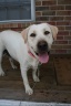 Adoptions Wanted